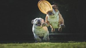 Dogs playing frisbee at Dogwood Park Wesley Chapel, NC